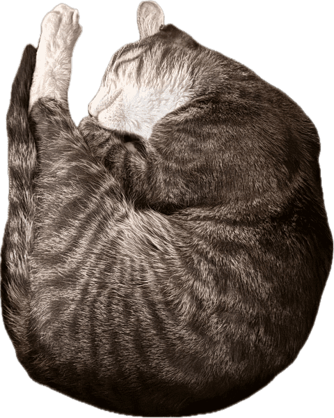 $SOX the Street Cat @soxthestreetcat